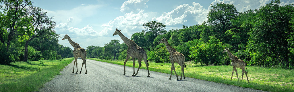 Expedición Namibia 2025